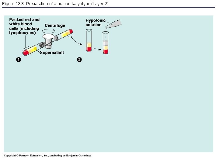 Figure 13. 3 Preparation of a human karyotype (Layer 2) 