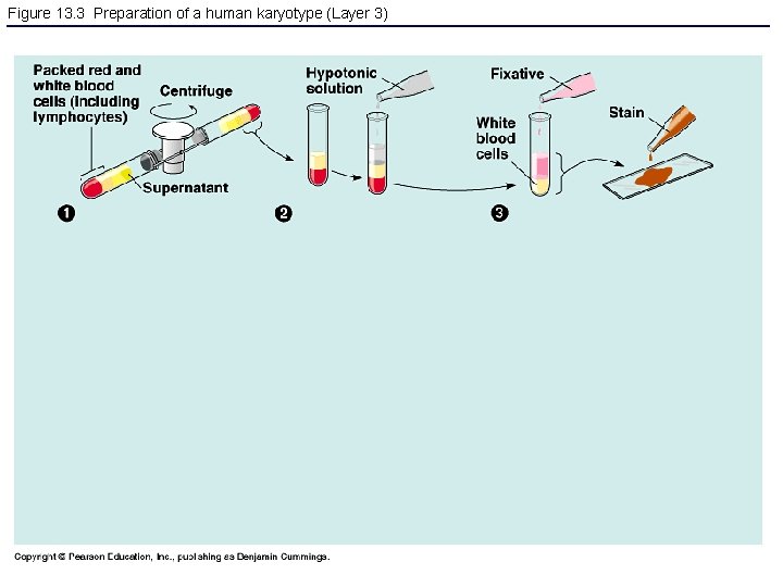 Figure 13. 3 Preparation of a human karyotype (Layer 3) 