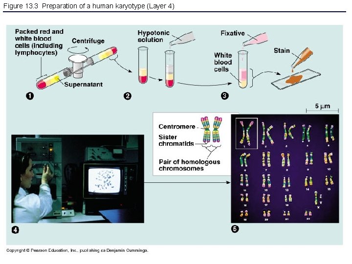 Figure 13. 3 Preparation of a human karyotype (Layer 4) 