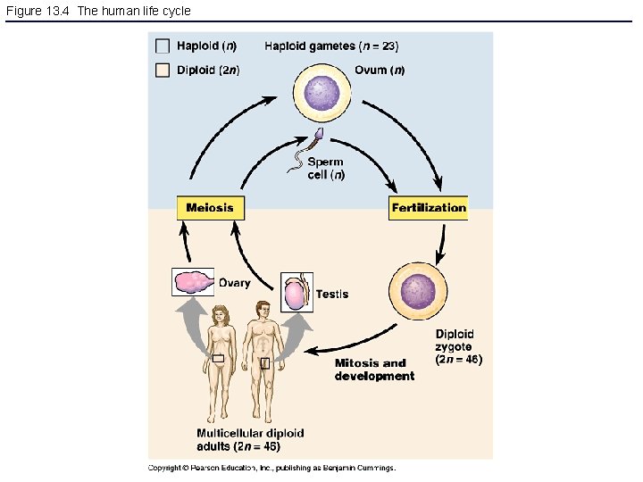 Figure 13. 4 The human life cycle 