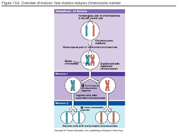 Figure 13. 6 Overview of meiosis: how meiosis reduces chromosome number 