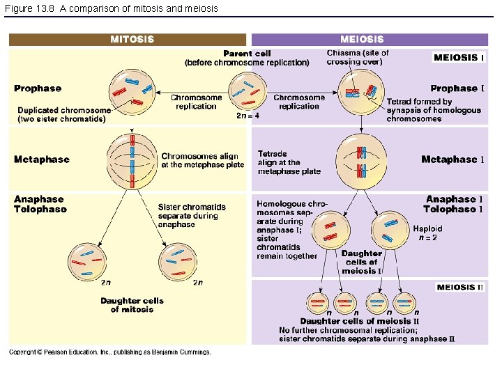 Figure 13. 8 A comparison of mitosis and meiosis 