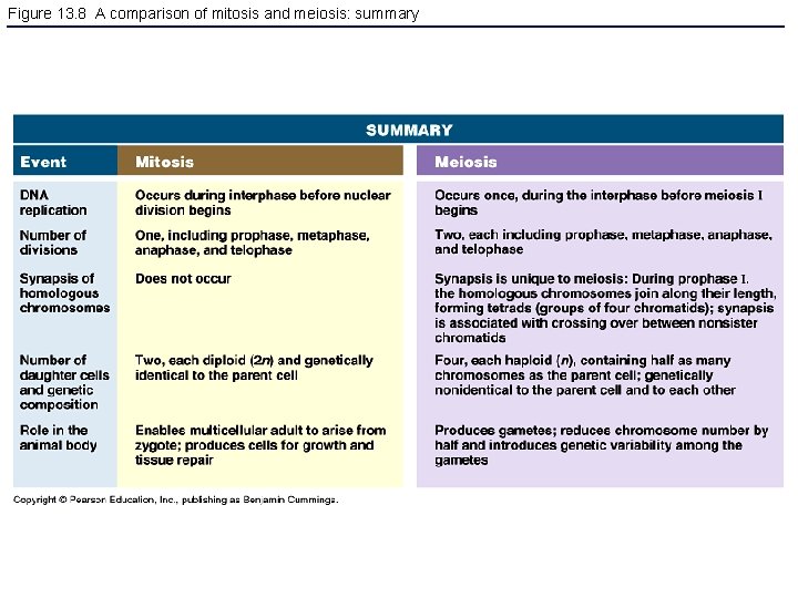 Figure 13. 8 A comparison of mitosis and meiosis: summary 