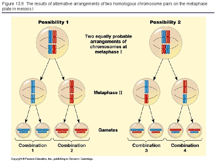 Figure 13. 9 The results of alternative arrangements of two homologous chromosome pairs on