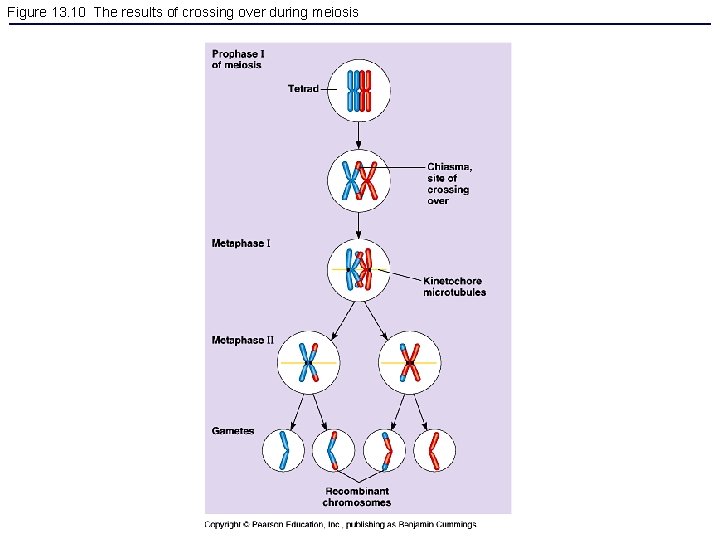 Figure 13. 10 The results of crossing over during meiosis 