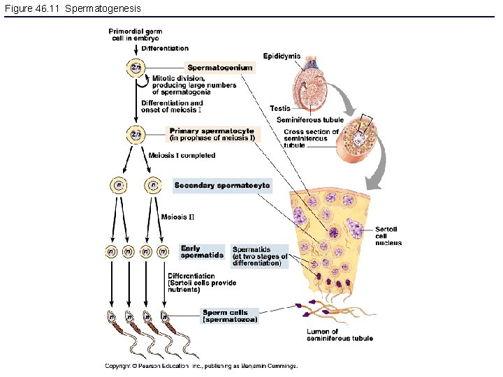Figure 46. 11 Spermatogenesis 