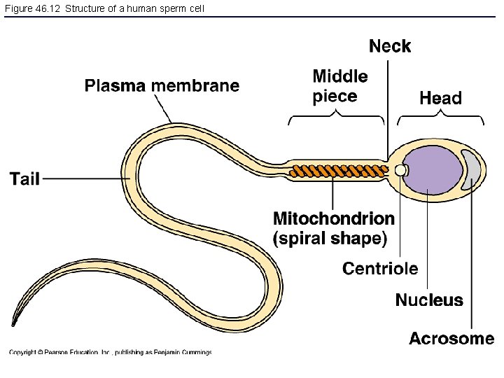 Figure 46. 12 Structure of a human sperm cell 