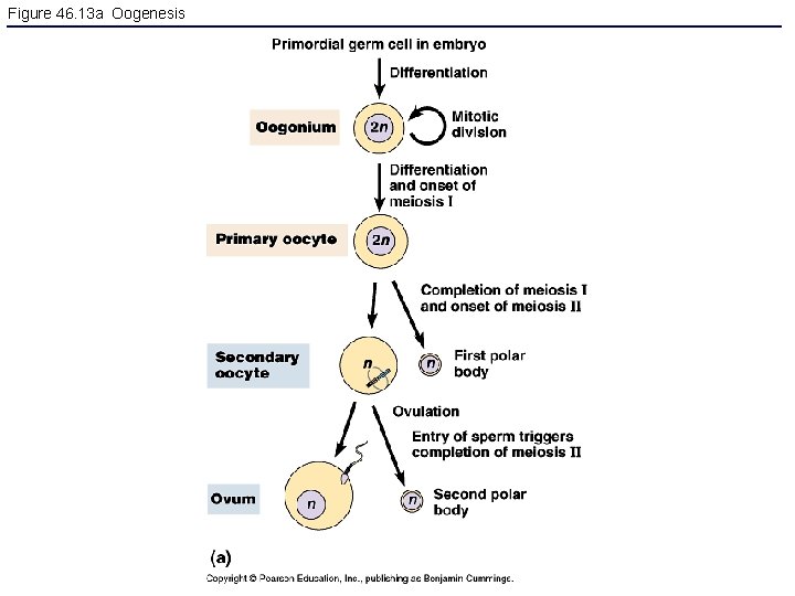 Figure 46. 13 a Oogenesis 