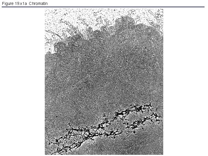 Figure 19. x 1 a Chromatin 