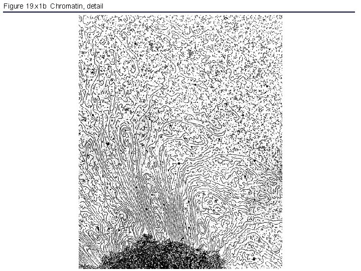 Figure 19. x 1 b Chromatin, detail 