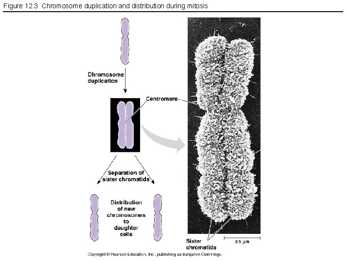 Figure 12. 3 Chromosome duplication and distribution during mitosis 