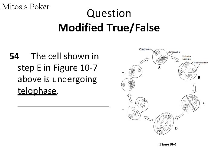 Mitosis Poker Question Modified True/False 54 The cell shown in step E in Figure