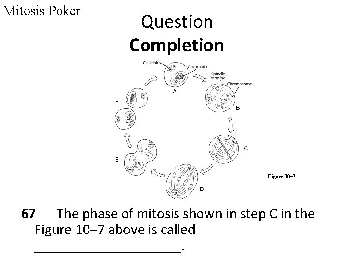 Mitosis Poker Question Completion Figure 10– 7 67 The phase of mitosis shown in