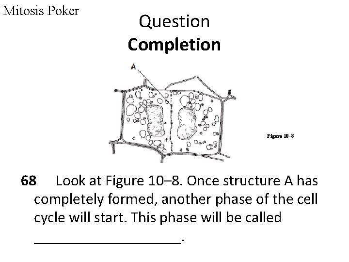 Mitosis Poker Question Completion Figure 10– 8 68 Look at Figure 10– 8. Once
