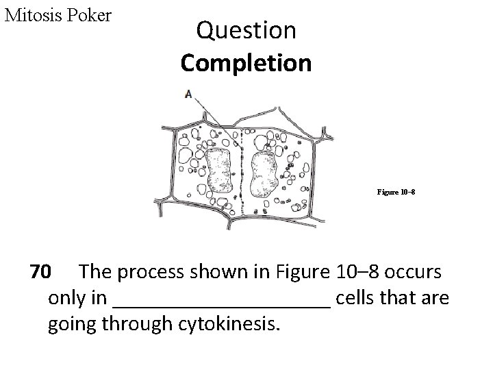 Mitosis Poker Question Completion Figure 10– 8 70 The process shown in Figure 10–