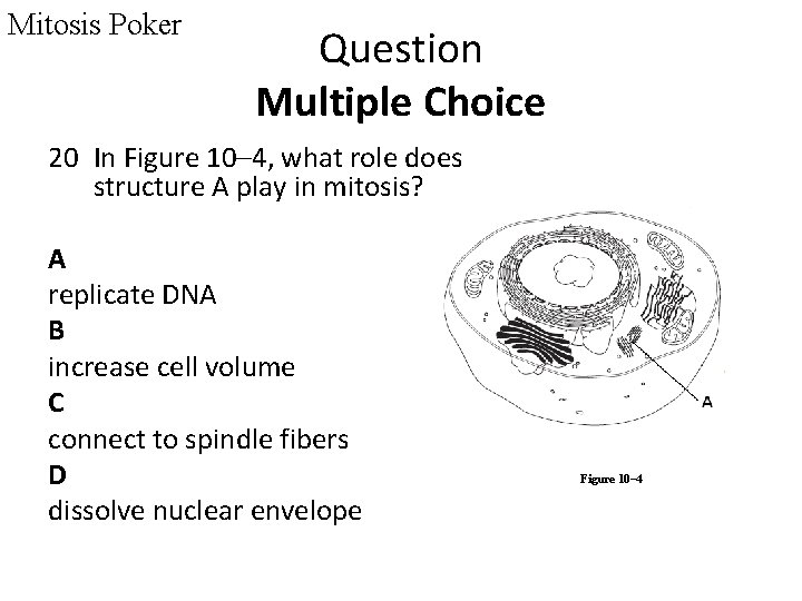 Mitosis Poker Question Multiple Choice 20 In Figure 10– 4, what role does structure