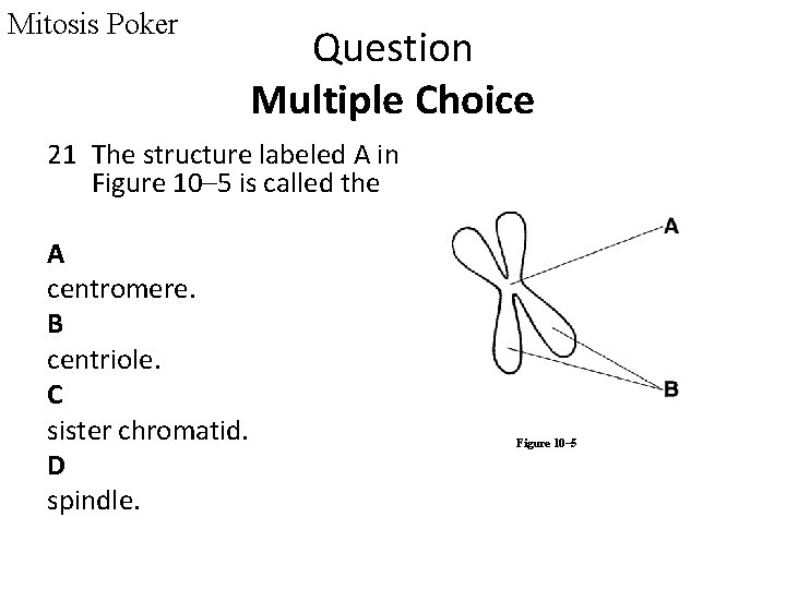 Mitosis Poker Question Multiple Choice 21 The structure labeled A in Figure 10– 5