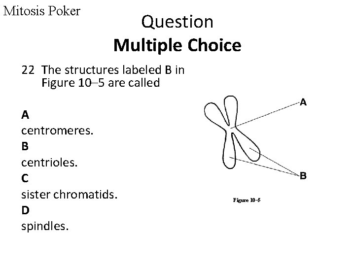 Mitosis Poker Question Multiple Choice 22 The structures labeled B in Figure 10– 5