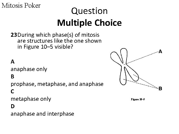 Mitosis Poker Question Multiple Choice 23 During which phase(s) of mitosis are structures like