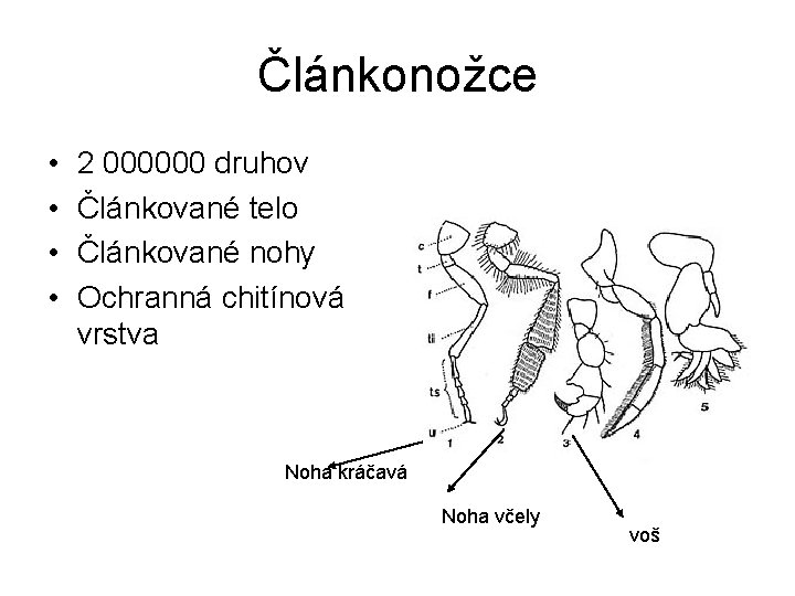 Článkonožce • • 2 000000 druhov Článkované telo Článkované nohy Ochranná chitínová vrstva Noha