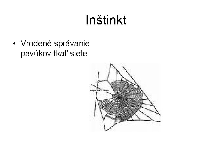 Inštinkt • Vrodené správanie pavúkov tkať siete 