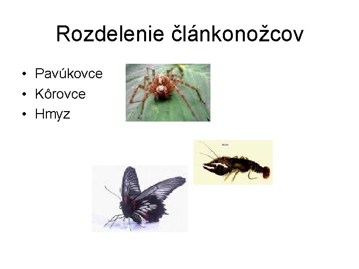 Rozdelenie článkonožcov • Pavúkovce • Kôrovce • Hmyz 