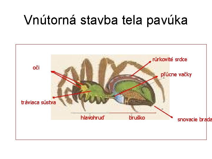 Vnútorná stavba tela pavúka rúrkovité srdce oči pľúcne vačky tráviaca sústva hlavohruď bruško snovacie