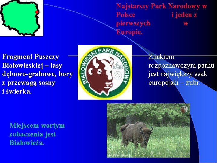 Najstarszy Park Narodowy w Polsce i jeden z pierwszych w Europie. Fragment Puszczy Białowieskiej