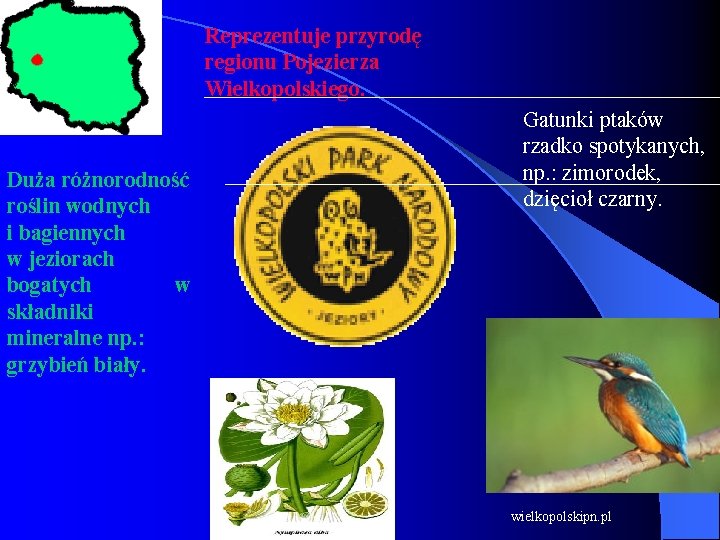 Reprezentuje przyrodę regionu Pojezierza Wielkopolskiego. Duża różnorodność roślin wodnych i bagiennych w jeziorach bogatych