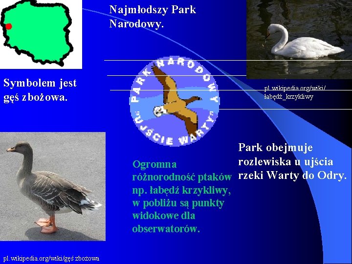 Najmłodszy Park Narodowy. Symbolem jest gęś zbożowa. pl. wikipedia. org/wiki/ łabędź_krzykliwy Park obejmuje rozlewiska