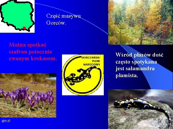 Część masywu Gorców. Można spotkać szafran potocznie zwanym krokusem. gpn. pl Wśród płazów dość
