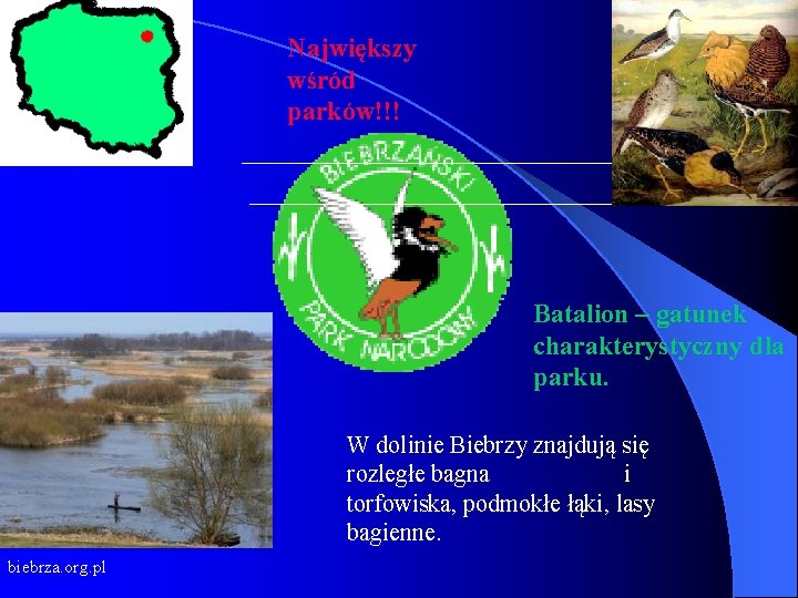 Największy wśród parków!!! Batalion – gatunek charakterystyczny dla parku. W dolinie Biebrzy znajdują się