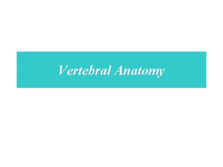 Vertebral Anatomy 