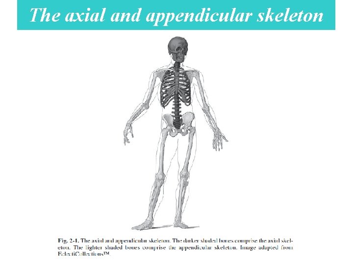 The axial and appendicular skeleton 