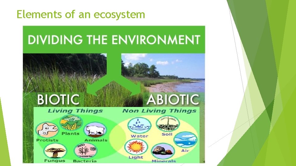 Elements of an ecosystem 
