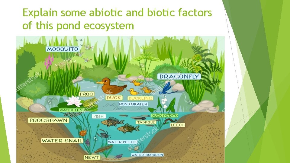 Explain some abiotic and biotic factors of this pond ecosystem 