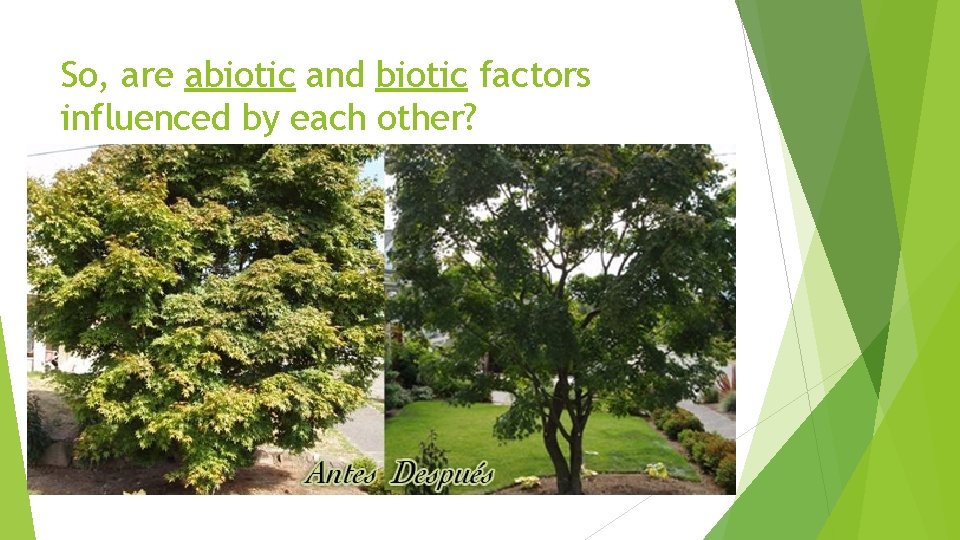 So, are abiotic and biotic factors influenced by each other? 