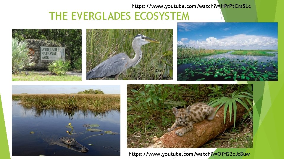 https: //www. youtube. com/watch? v=HPr. Pt. Cns 5 Lc THE EVERGLADES ECOSYSTEM https: //www.