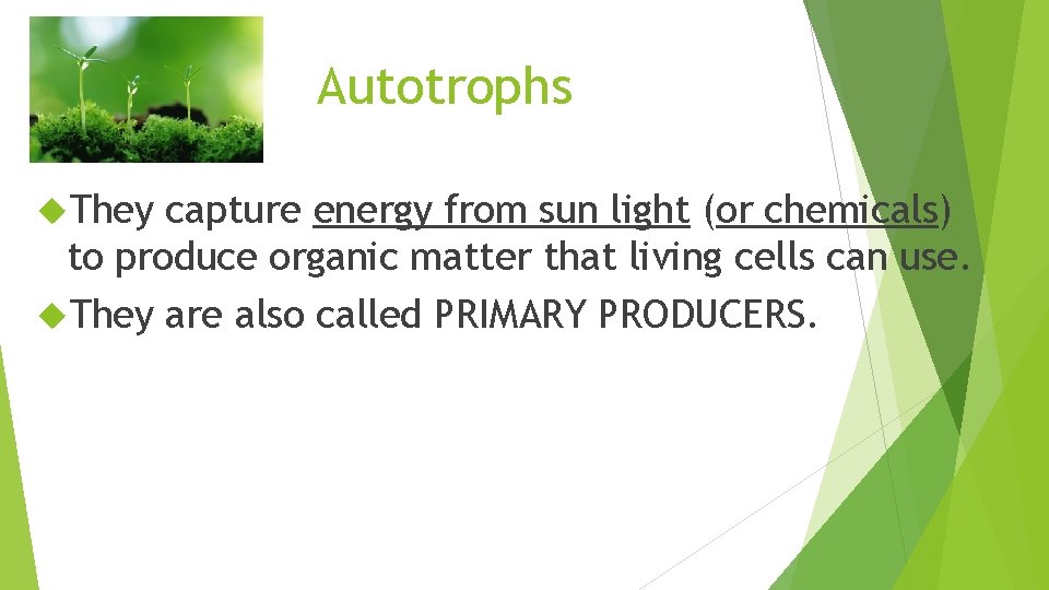 Autotrophs They capture energy from sun light (or chemicals) to produce organic matter that