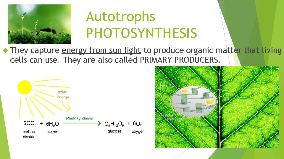 Autotrophs PHOTOSYNTHESIS They capture energy from sun light to produce organic matter that living