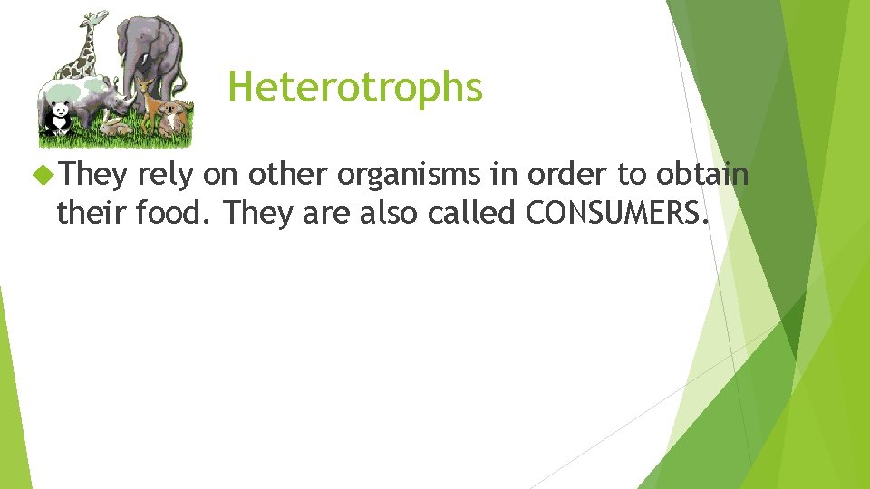 Heterotrophs They rely on other organisms in order to obtain their food. They are