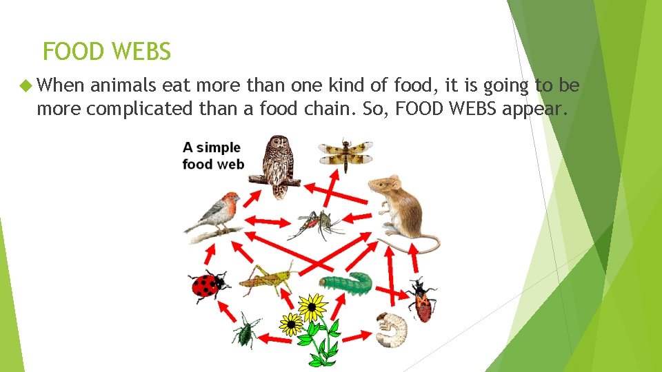 FOOD WEBS When animals eat more than one kind of food, it is going