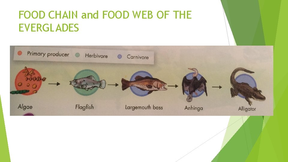 FOOD CHAIN and FOOD WEB OF THE EVERGLADES 