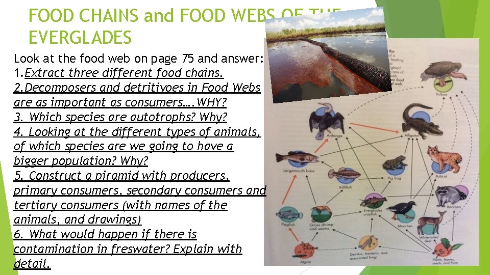 FOOD CHAINS and FOOD WEBS OF THE EVERGLADES Look at the food web on