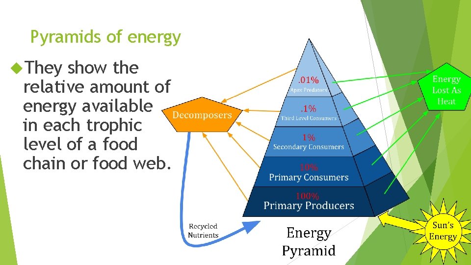 Pyramids of energy They show the relative amount of energy available in each trophic