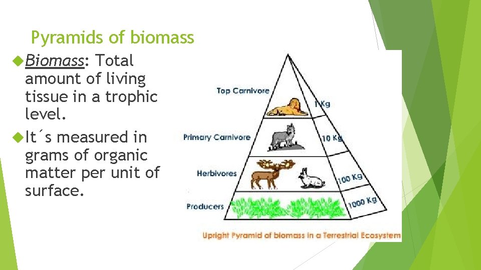Pyramids of biomass Biomass: Total amount of living tissue in a trophic level. It´s