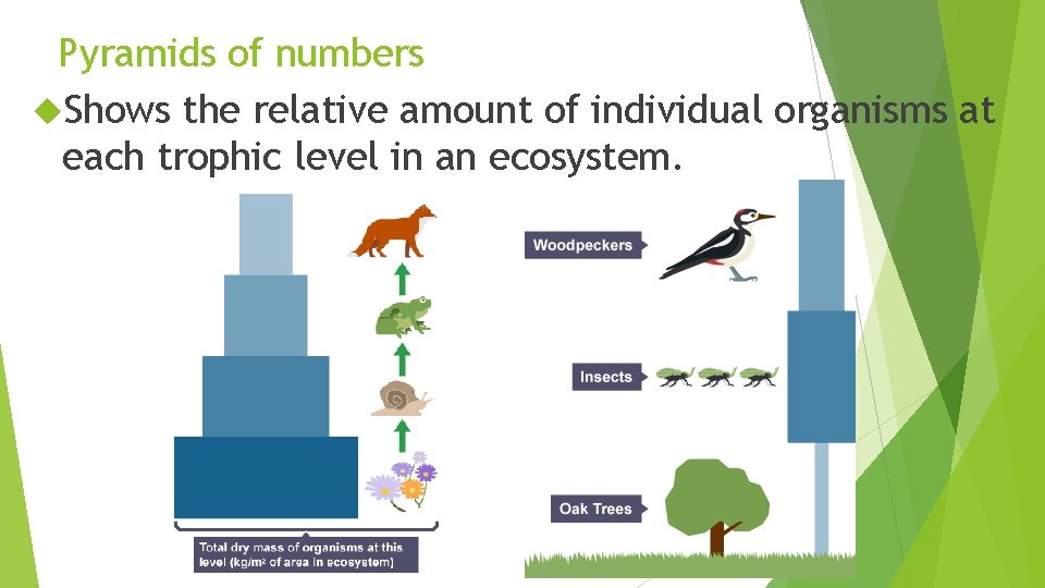 Pyramids of numbers Shows the relative amount of individual organisms at each trophic level