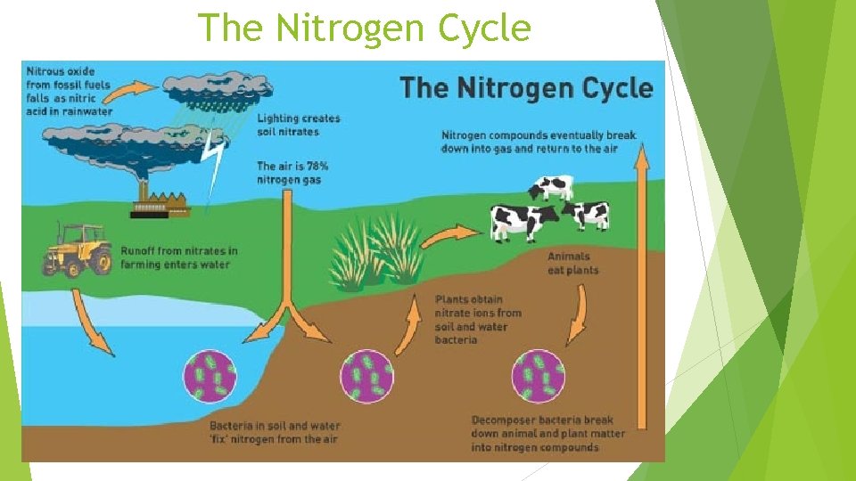 The Nitrogen Cycle 