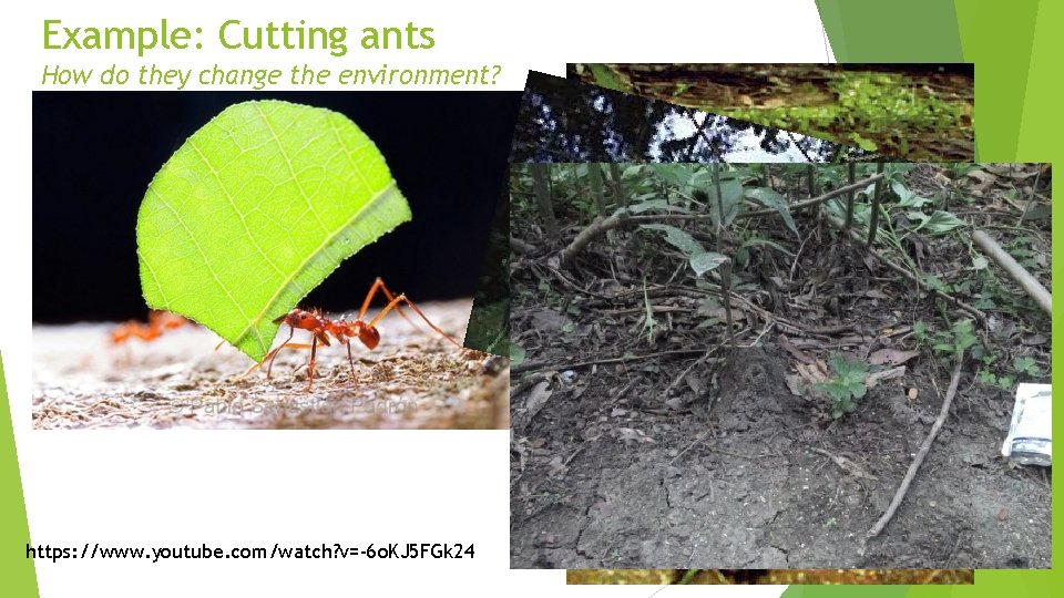 Example: Cutting ants How do they change the environment? https: //www. youtube. com/watch? v=-6