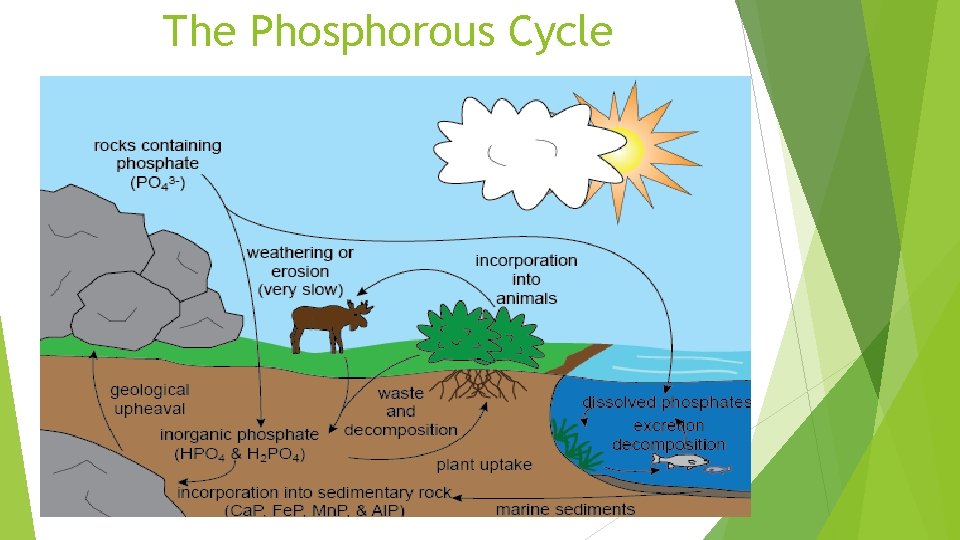 The Phosphorous Cycle 